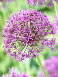 pic