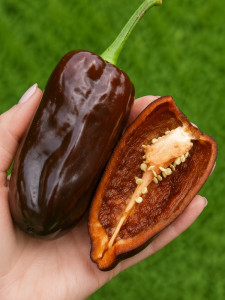 pic