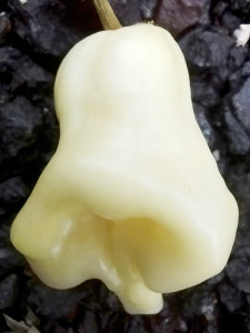 pic
