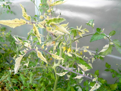 pic