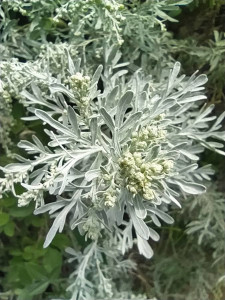Pic